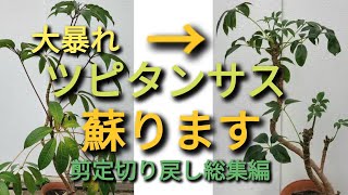 大暴れのツピタンサスの蘇り 切り戻し剪定をしよう [upl. by Ahseikan48]