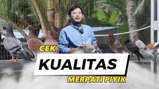 CEK KUALITAS PIYIK DI KANDANG UMBARAN NEW RAMPOK [upl. by Assina163]