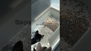 BEST Clay Cat Litter Alternative Natural  Safe [upl. by Imoin]