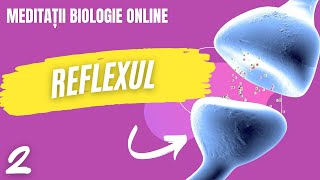 Reflexul functia reflexa  curs biologie anatomie si genetica [upl. by Madancy598]