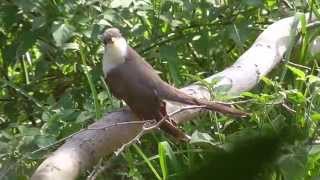 Yellowbilled Cuckoo [upl. by Anitsyrc]