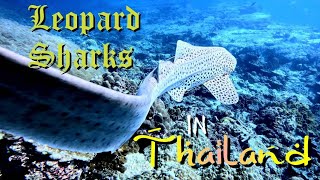 Wanna see Leopard Sharks in Thailand Dive Hin Bida [upl. by Idnac443]