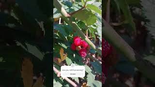 Raspberries in November garden raspberry harvesting [upl. by Yesteb]