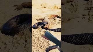 kingcobra vs Komodo lizard attack kingcobra shots [upl. by Moreen]