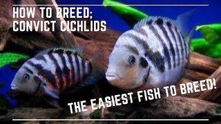 The Easiest Fish to Breed  How to Breed Convict Cichlids [upl. by Ingelbert152]