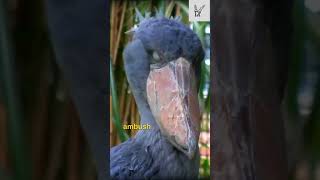 Shoebill stork🥰 shaking head  The Living Dinosaur THIS IS THE SHOEBILL STORK [upl. by Nedyaj105]