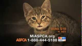 SIMONE FOJGIEL  ASPCA SPANISH 2013 HOLY NIGHT 2M [upl. by Haddad]