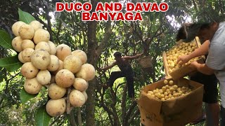 DAGSA AND DUCO AT DAVAO  Biyaherong Batangueño [upl. by Hubsher]