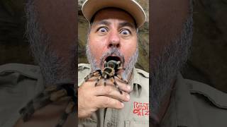 Never Do this to a Spider 🕷️🕷️🕸️ 😭😨 shorts [upl. by Dweck]