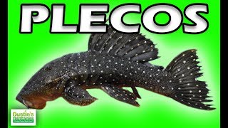 70 Plecos Fish PLECOSTOMUS L141L212 Aquarium Fish [upl. by Ibby]