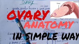 Ovary anatomy lecture [upl. by Walli857]