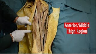 Anterior and Medial Thigh Anatomy [upl. by Atnima]