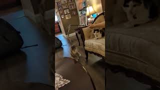 Bouboulina is DANCING cutecatsounds catshorts catsofinstagram viralvideo [upl. by Hassi201]