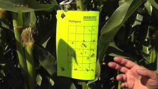 Scouting for Adult Corn Rootworm in Field Corn [upl. by Corsiglia]