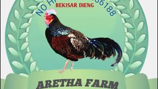 Ayam seharga motor [upl. by Arykahs542]