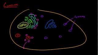 Biology Lecture  24  Lysosome [upl. by Darrey758]