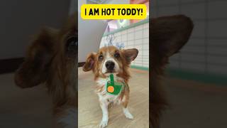 Adopt 10yearold Hot Toddy at Muttville San Francisco [upl. by Elleina]