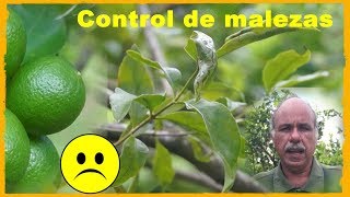 Control de las malezas en el cultivo del limón [upl. by Megargee]