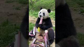 cute panda amaizen china bamboo eats  shorts amaizing jangal short [upl. by Ellehsor]