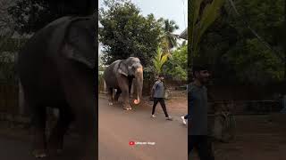 Play School കഴിഞ്ഞ് കാവേരിയെ കൂട്ടി കൊണ്ട് പോകുന്നു 😜😜 🥰🥰🥰 I Kaveri Elephant Malappuram aana [upl. by Nelan895]