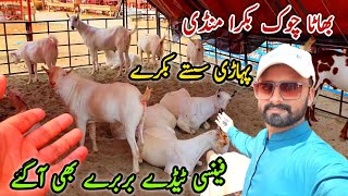 Bhatta Chowk Mandi Bakra Ki Update 7 June 2024  Sasty Pahari Bakry [upl. by Milda]