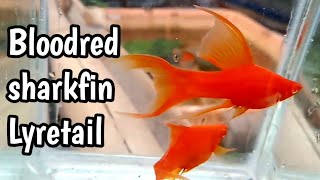 MANTAP SWORDTAIL BLOODRED HIFIN LYRETAIL [upl. by Milburr]