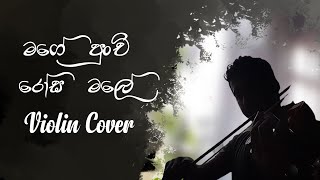 Mage Punchi Rosa Male  Violin Cover  මගේ පුංචි රෝස මලේ [upl. by Aynnat]