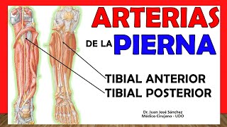 🥇 ARTERIAS DE LA PIERNA Tibial Anterior y Posterior ¡¡Anatomía Fácil y Sencilla [upl. by Burt]