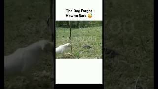 MEMES pt 7 dawg forgot to bark memes shorts [upl. by Eadnus]