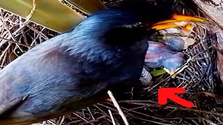 Mother myna bird looks at abnormal activity around baby nestbirds [upl. by Engle]