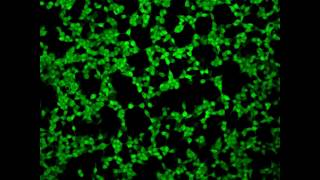 Real time confocal imaging of LHmediated calcium response [upl. by Ennail]