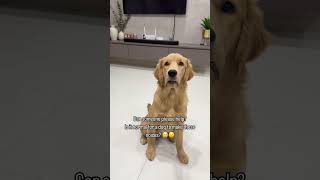 Can any vet help please 🙏🏻😢😟 funny funnydog [upl. by Emya]