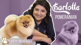 Kitty Talks Dogs grooming Charlotte the Pomeranian  TRANSGROOM [upl. by Alesram673]