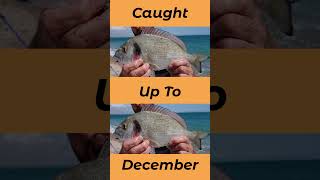 When To Catch Gilthead Bream In The UK Seasons seafishinguk [upl. by Imogen]