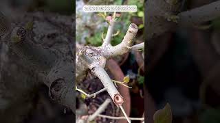 Ficus Rumphii Cutting  Bonsai Ttree  Sani Bonsai Zone music gardening garden [upl. by Hbaruas]