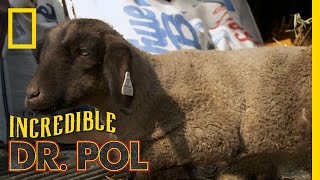 Holy Lamb Hock  The Incredible Dr Pol [upl. by Eedyak792]