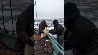 🐻‍❄️ Tiny Polar Bears Heartwarming Rescue 😍 PolarBearRescue WildlifeConservation ArcticAnimals [upl. by Zapot]