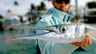 Giant Houndfish Jacks and Sharks  Inshore Fishing in Florida  ft Paul Cuffaro [upl. by Aleekahs]