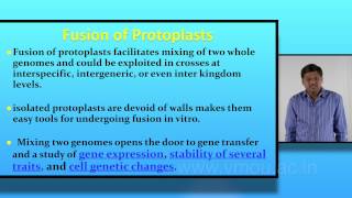 Protoplast Fusion Or Somatic Hybridisation [upl. by Aihsercal]