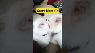 Dog kicked Mother Next doglover spitz funny shorts petlover angrydog animallover [upl. by Pegasus]