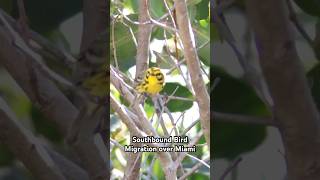 Neotropical bird migration is heating up over Southern Florida birding bird migration 2024 [upl. by Ardnaik]