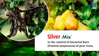 Silver Mix in the control of bacterial burn Erwinia amylovora of pear trees [upl. by Ruttger]