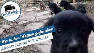 Wir haben Welpen gefunden Straßenhunde in Bulgarien [upl. by Thorrlow]