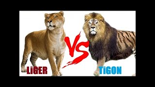 Difference Between Liger and Tigon  By WORLD OF DISCOVERY [upl. by Neleh]