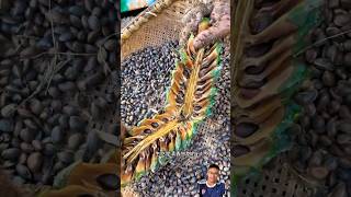 Harvesting pine tree seeds sonasmr [upl. by Eentroc559]