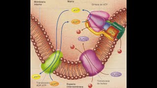 Fosforilación oxidativa [upl. by Scuram]