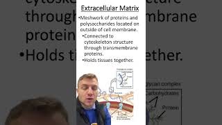 Extracellular Matrix [upl. by Kahle]