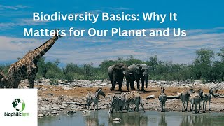 Biodiversity Basics Why It Matters for Our Planet and Us [upl. by Ynamreg]