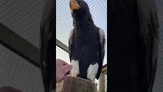 a curious steller sea eagle [upl. by Annuahs]