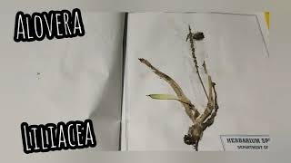 Herberium 🍃 botany solanaceae liliaceaepoceae family [upl. by Oniram]